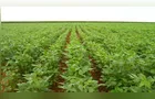 Boletim Agro detalha os principais balanços de safras