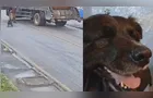 Cão comunitário é agredido por motorista de caminhão