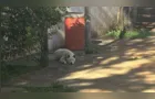 Advogada contesta denúncia de cão abandonado em Ponta Grossa