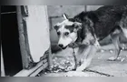 Nova lei proíbe acorrentar cães e gatos em SP; entenda
