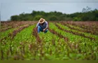 Trabalhe como trabalhador agropecuário em Ponta Grossa; confira as vagas desta quinta