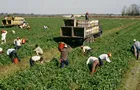 Agronegócio ocupa a menor fatia do mercado de trabalho desde 2012