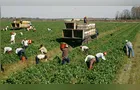 Agronegócio ocupa a menor fatia do mercado de trabalho desde 2012
