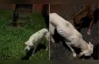 Vizinhos denunciam abandono de cães após internação de mulher por esquizofrenia