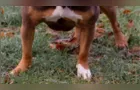 Ataque de pitbull deixa três pessoas feridas em bairro de Curitiba