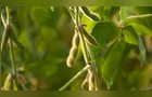 Brasil amplia área de cultivo da soja pela 20ª vez seguida