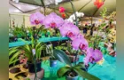 Expo&Flor anuncia 15 projetos sociais contemplados em sua edição comemorativa