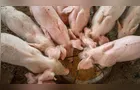 Cargill lança plataforma de micronutrição e saúde animal