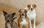 Castro inicia projeto de microchipagem para criar banco de dados dos animais do município