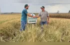 Cevada ganha espaço e vira opção de renda no Norte do Paraná