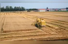 Colheita de trigo inicia no Paraná com impacto de chuvas e doenças