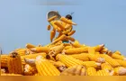 Colheita do milho safrinha atinge 29% no Paraná