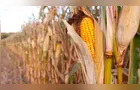 Com 73% da área colhida no Paraná, preço do milho sobe 7,8%