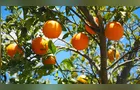 Conab marca leilão de apoio ao escoamento de laranja no Paraná
