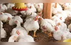 Custo de produção do frango sobe no Paraná em junho