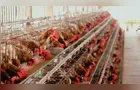 Custos altos derrubaram lucro das empresas do agro no 2° trimestre