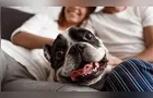 Dia Mundial do Cachorro: veja os cuidados para cada fase da vida do pet