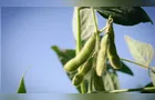 Esmagamento de soja no Brasil cresceu 7,7% neste ano