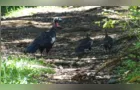 Família de jacutingas é registrada nos Campos Gerais pelo Parque Ecológico Klabin