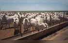 Fim de cota chinesa e demanda fraca derrubam preço do boi