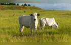 Reforma de pastagens no inverno aumenta produtividade na pecuária