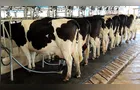 Mercado futuro do leite traz benefícios aos produtores