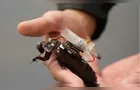 Cientistas criam "baratas ciborgues" para resgatar vítimas de desastres
