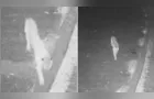 Parque Vila Velha registra visita inesperada onça-parda à Lagoa Dourada