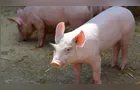Preço baixo do suíno gera prejuízo e faz produtores deixarem atividade