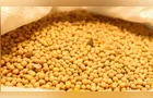 Produtores de quatro regiões do Paraná já podem plantar soja
