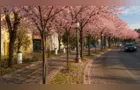 Irati inicia plano de arborização urbana e plantará 4 mil mudas nos próximos anos