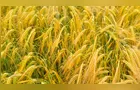 Região concentra a maior área de cevada do Paraná