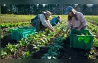 Região de PG é o 3º maior polo de olericultura do Paraná