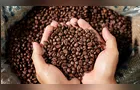 Saca de café sobe 7,7% no Paraná em julho após 8 meses de queda