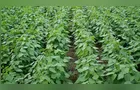 Safra de feijão perde espaço e tabaco bate recorde no Paraná