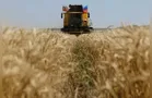 Chuvas afetam trigo no RS, mas estimativa para a safra é mantida