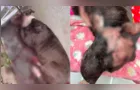 Técnico de enfermagem é suspeito de esfaquear os próprios cães em Curitiba