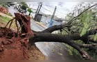 Temporal com fortes rajadas de vento derruba árvores em Apucarana