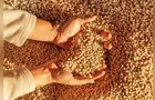 Pressão financeira amplia risco de pirataria de sementes no agro