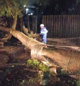 Queda de árvore em Telêmaco Borba