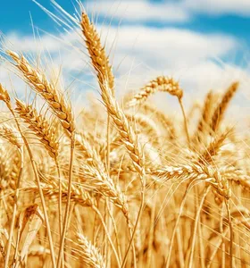 Boletim Agro detalha andamento de diversas safras no Paraná