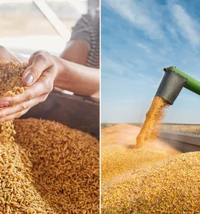 Boletim Agro apresenta produção de grãos nos Campos Gerais e Paraná