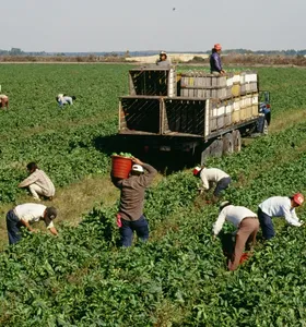 Agronegócio ocupa a menor fatia do mercado de trabalho desde 2012