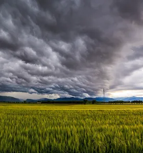 Avanço do El Niño acende alerta para lavouras de trigo no Sul do país