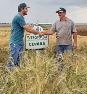 Cevada ganha espaço e vira opção de renda no Norte do Paraná