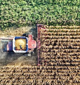 Clima no Paraná prejudica o milho, o feijão e reduz plantio de trigo