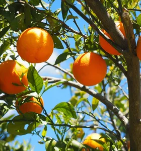 Conab marca leilão de apoio ao escoamento de laranja no Paraná