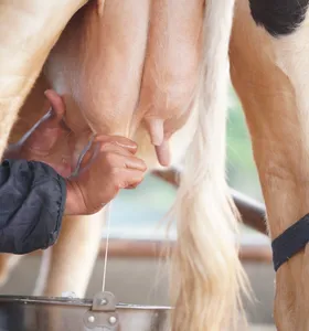Embrapa ajuda pequenas propriedades a melhorar produção de leite