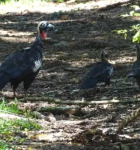 Jacutingas em vida livre avistadas nos Campos Gerais