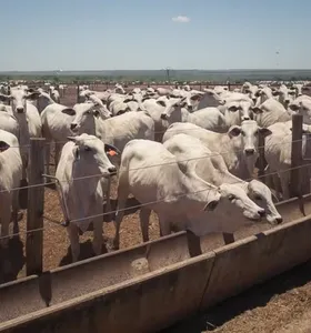Fim de cota chinesa e demanda fraca derrubam preço do boi